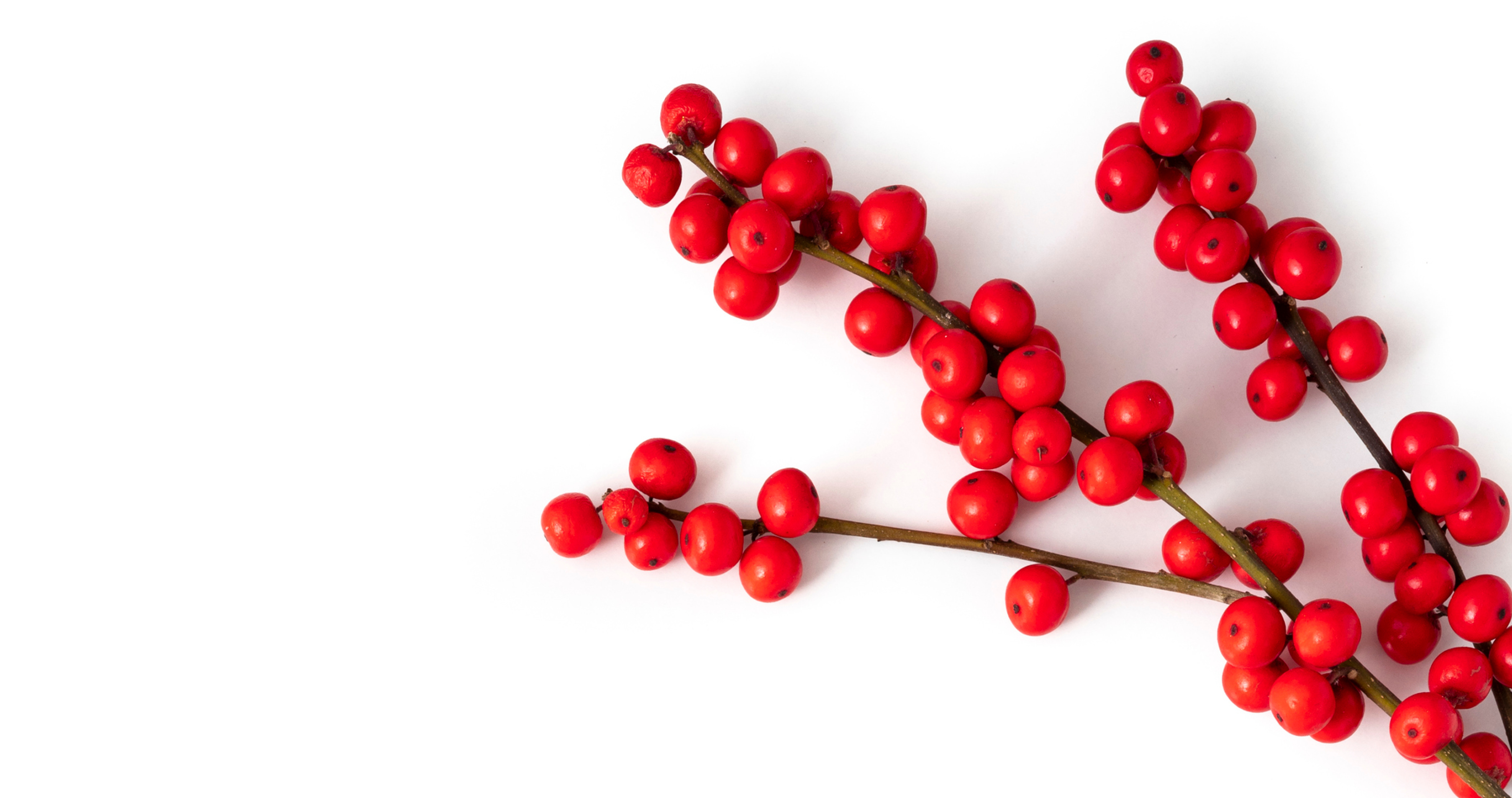 Holiday berry decoration.