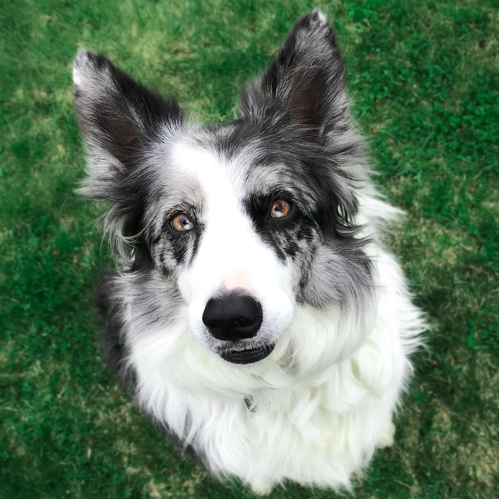 A dog sitting in the grass looking up at the camera.